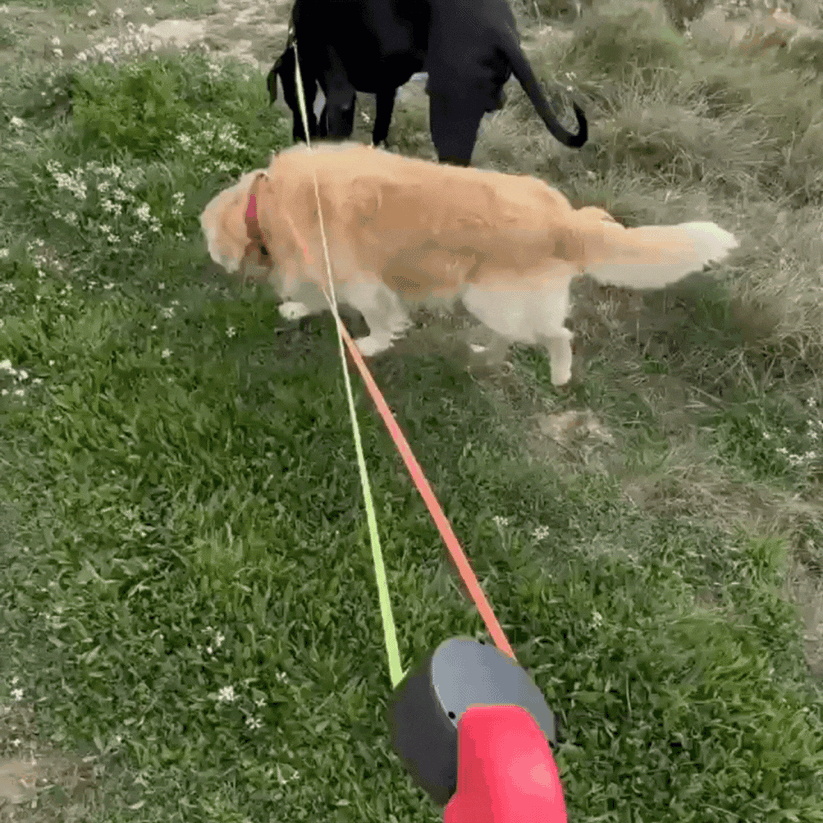 Retractable Reflective Dog Leash for Small Dogs