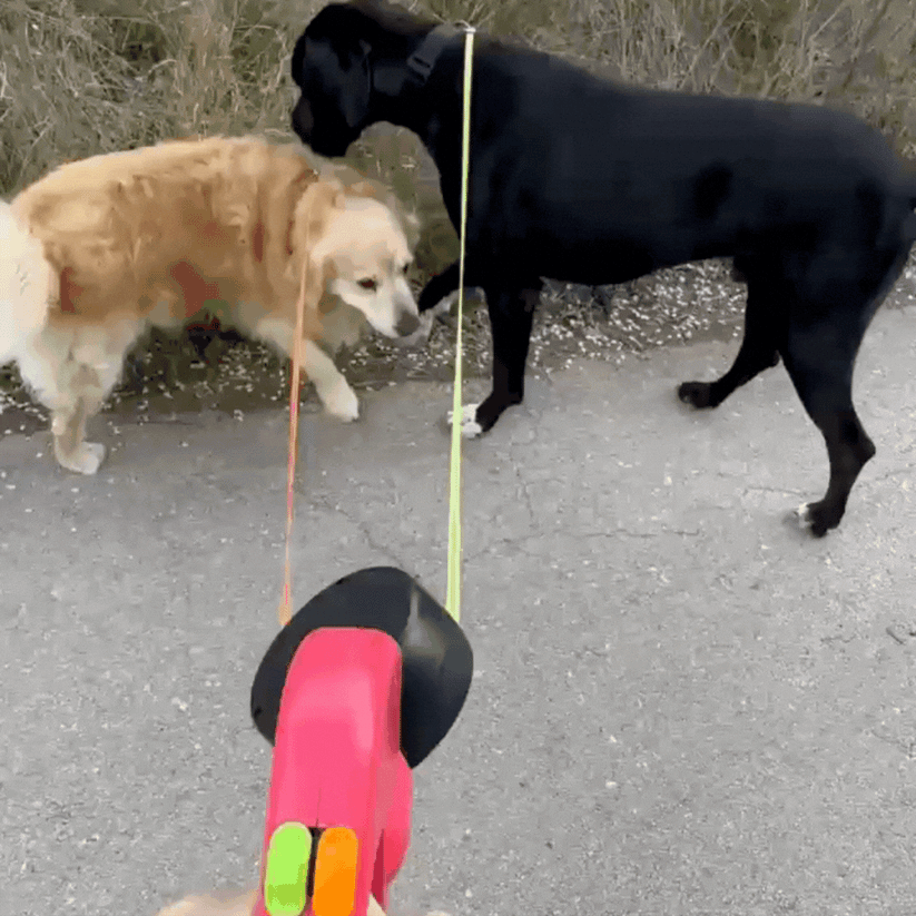 Retractable Reflective Dog Leash for Small Dogs